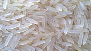 1509 Basmati